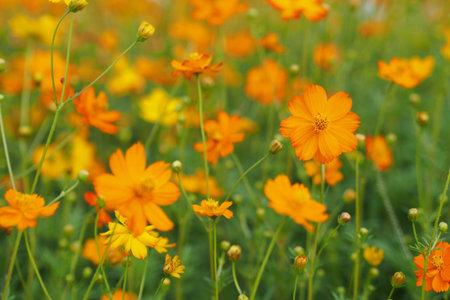 Yellow flower of cosmos blossom in summerの写真素材