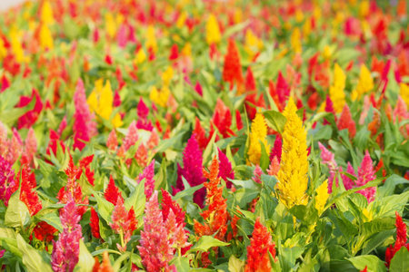 Colorful flowers bloom in summer of Thailandの写真素材