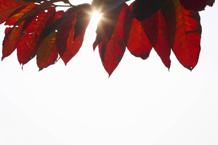 Red leafs in summer of Thailand with white background