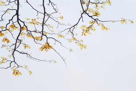 Gold leafs of tree in summer with white backgroundの写真素材