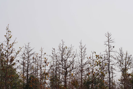 Forest trees blossom green leafs in summerの写真素材