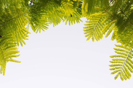 Green leafs in summer with white background