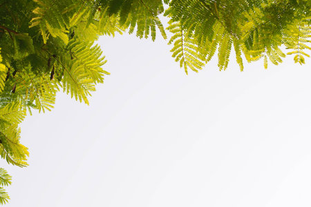 Green leafs in summer with white background