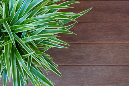 Spider Plant with Green & white slender leaf on an old wood boardの写真素材