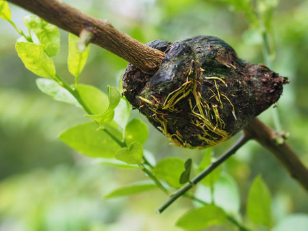 Roots of graft of lemon tree grow in a soil bundleの写真素材