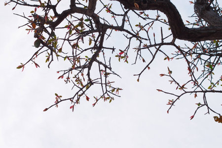Beautiful branch of a tree in winterの写真素材