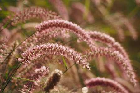Bright golden grass flower in the field when sunrise in the morningの写真素材
