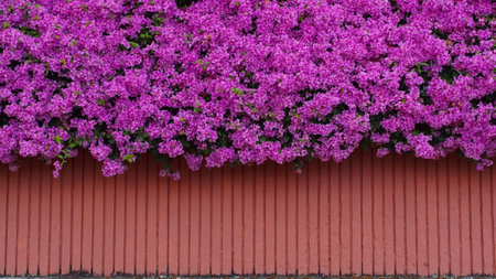 Pink bougainvillea in orange trayの写真素材