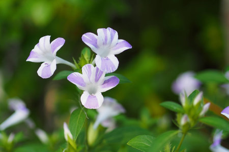 Florescent violet-white flower in gardenの写真素材