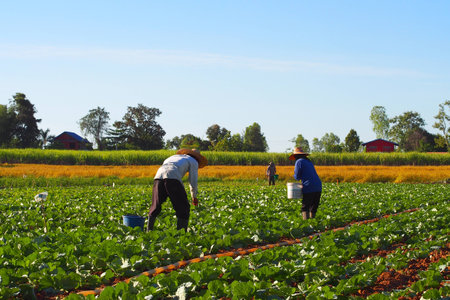 Gardeners are fertilizing kale vegetable in vegetable farm in the morning.の写真素材