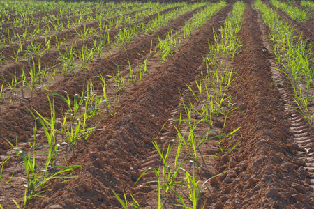 Row of small sugarcane growing in farmの写真素材