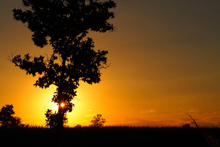 Sky and cloud when sunset in the evening of winter with big trees: silhouette photoの写真素材