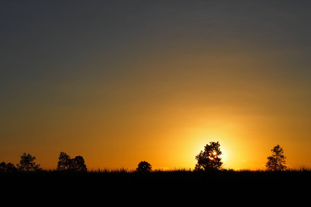 Sky and cloud when sunset in the evening of winter with big trees: silhouette photoの写真素材