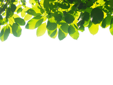 Green leafs in summer with white backgroundの写真素材