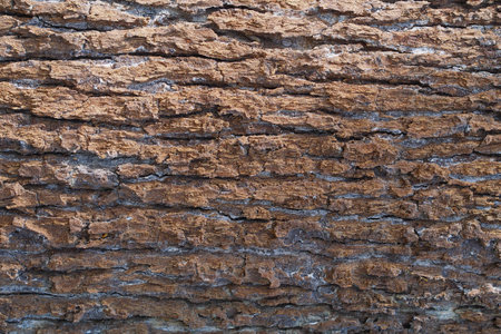 Rough bark of a big treeの写真素材