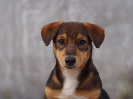 A brown puppy sit in front of cement wallの写真素材