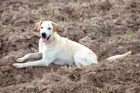 White Thai dog in the field, Thailand 