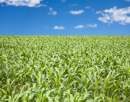 Green corn field in Thailand.の写真素材