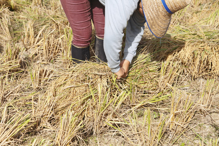 farmer harvests rice in fieldの写真素材