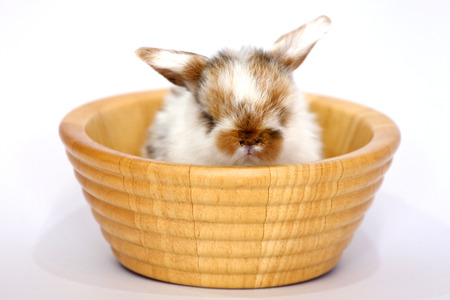 easter bunny rabbit portrait sitting in the wooden basket on white backgroundの写真素材