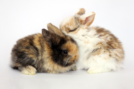 easter bunny rabbit portrait sitting on white backgroundの写真素材