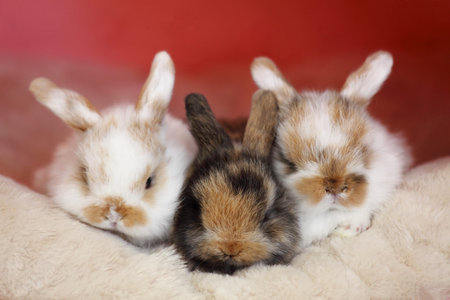 easter bunny rabbit portrait sitting togetherの写真素材