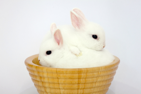 easter bunny rabbit portrait sitting in the wooden basket on white backgroundの写真素材