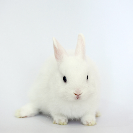 easter bunny rabbit portrait sitting on white backgroundの写真素材