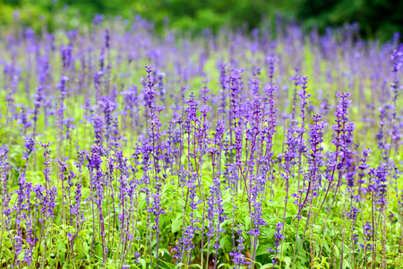 Purple flowers in repetition Pattern / Natural Pattern Backgroundの写真素材