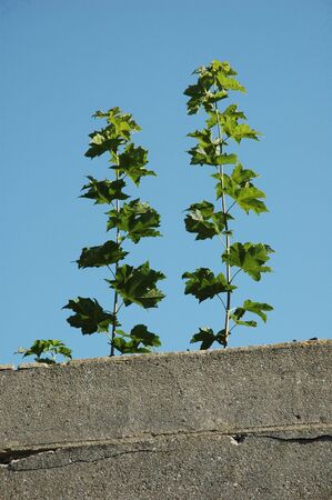 two small treesの写真素材