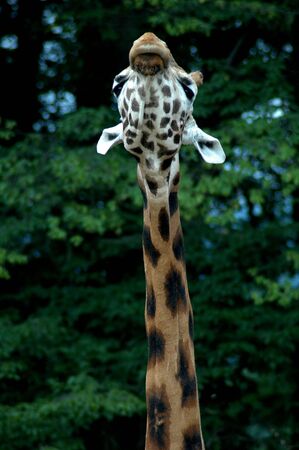 giraffe headの写真素材