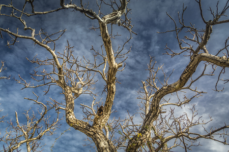 Sleeping tree in the porchの写真素材