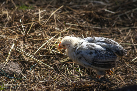 Rooster hen and chicksの写真素材