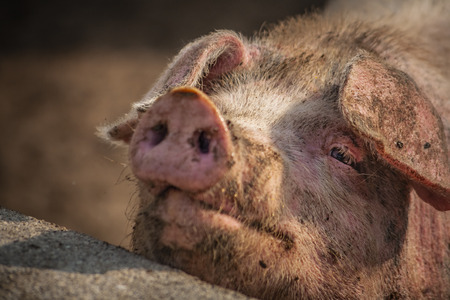 Pigs in a variety of poses in the porchの写真素材