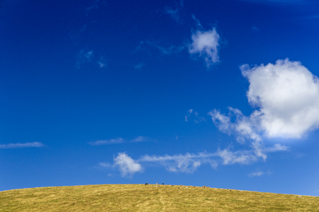 Mountain landscape with cows at grazing in a sunny dayの写真素材