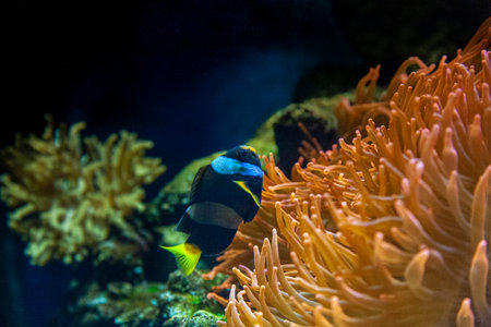 Colorful underwater wildlife we absolutely need to preserve