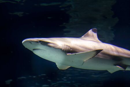 Colorful underwater wildlife we absolutely need to preserveの写真素材