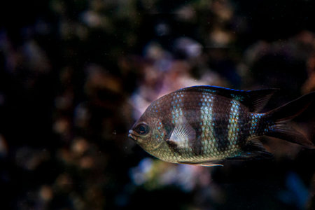 Colorful underwater wildlife we absolutely need to preserve