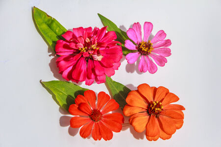 Many flower isolate on white background の写真素材