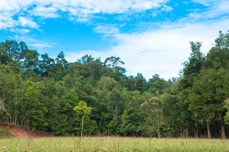 Heavy dew fills this prairie tall grass sceneの写真素材
