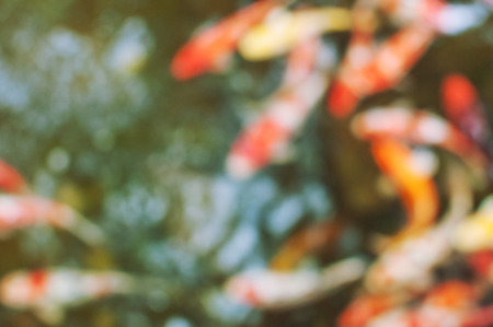 koi fish blurの写真素材
