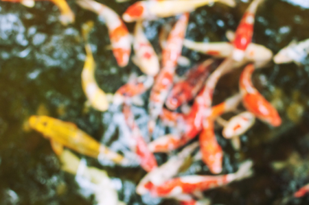 koi fish blurの写真素材