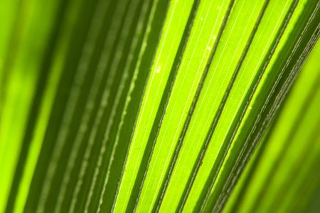 Linear leaves