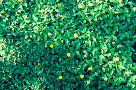grass with yellow flower in spite toneの写真素材