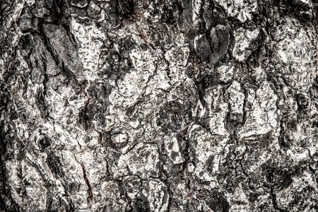 wood textureの写真素材