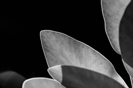 abstract leaf selective focusの写真素材