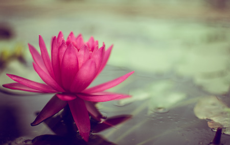 The beautiful lotus on the surface, with clear light, can put advertisement text in rich colors and clear images.の写真素材