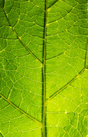 leaf texture