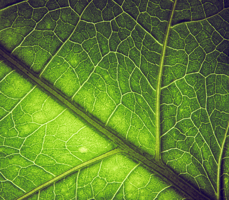 leaf textureの写真素材