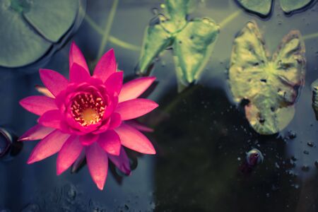 The beautiful lotus on the surfaceの写真素材